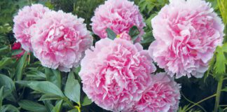 Як правильно підживлювати півонії у домашніх умовах, щоб не витрачати зайві гроші та сили