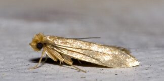 Як позбутись від молі в домі