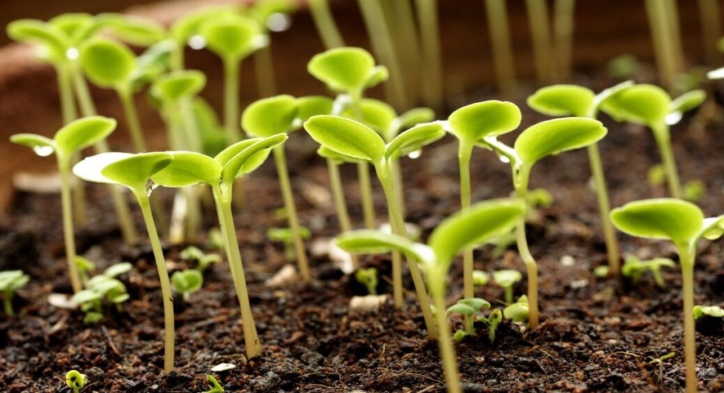 Чим полити розсаду на підвіконні: цей копієчний засіб творить дива. Спробувала і прискорила зростання вдвіч 