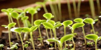 Чим полити розсаду для пришвидшення росту: поради експертів