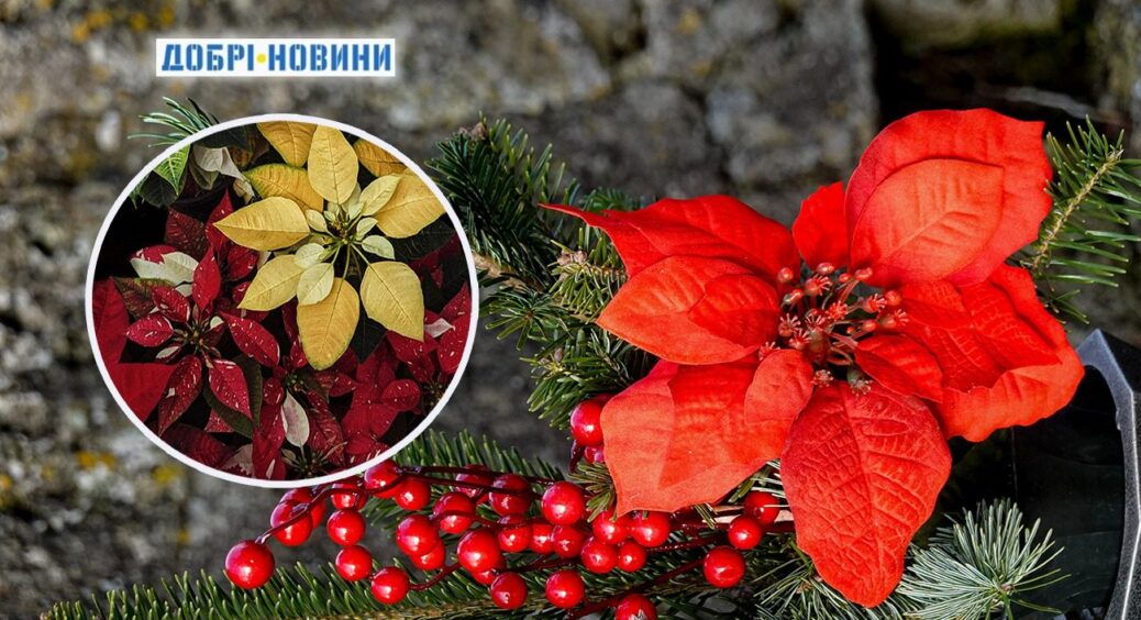 Пуансетія або “Різдвяна зірка”: рослина, що дарує атмосферу свята. Поради по догляду в домашніх умовах 