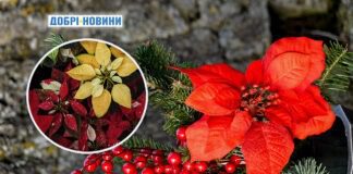 Пуансетія або 