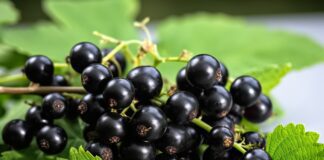 Найпоширеніші помилки під час догляду за смородиною