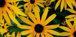 Городники пояснили, як позбутися білокрилки за 3 ночі 