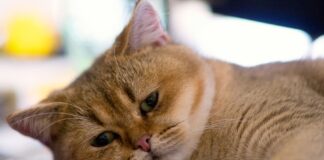 Чи може у кота бути поганий настрій