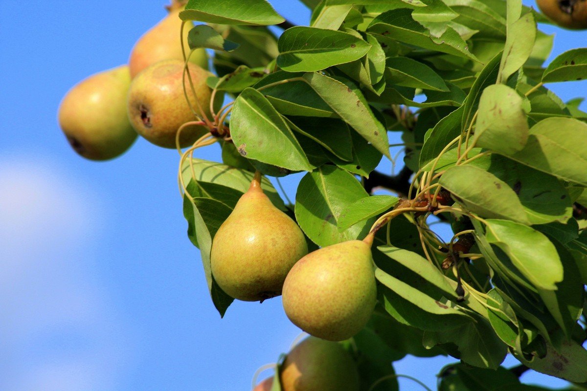 Яблуні з грушами будуть плодоносити до холодів, якщо зробите ці прості дії
