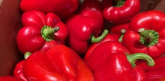 Дачники розповіли, як виростити великі перці на городі