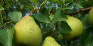 Експерти розповіли про найкращий догляд для дерев та інших плодових у вашому саду