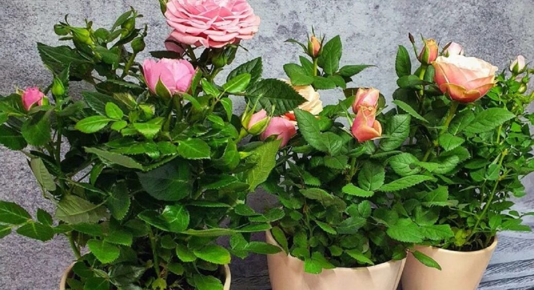 Як виростити пишну троянду на підвіконні: секрети успішного вирощування найпримхливішої квітки 