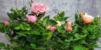 Садівник розповів, як виростити троянду на підвіконні