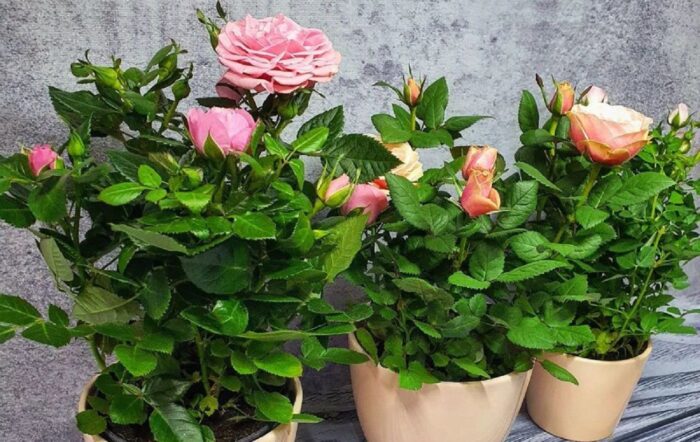 Садівник розповів, як виростити троянду на підвіконні