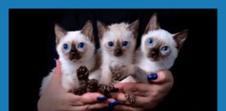 Обираємо чотирилапого друга: сім найменших порід котів у світі