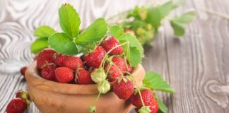 Садівник поділився лайфхаком для вирощування суниці з насіння