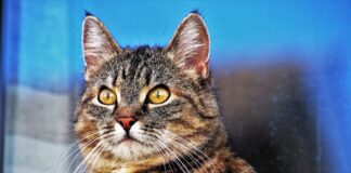 Що потрібно купити і зробити перед покупкою кота