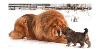 експерти назвали десятку найкрупніших собак у світі