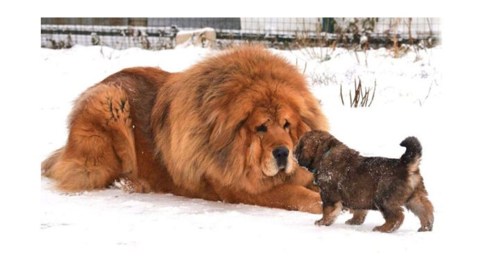 експерти назвали десятку найкрупніших собак у світі