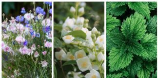 Замість тоніків та лосьйонів: ці трав'яні відвари відмінно замінюють косметичні засоби