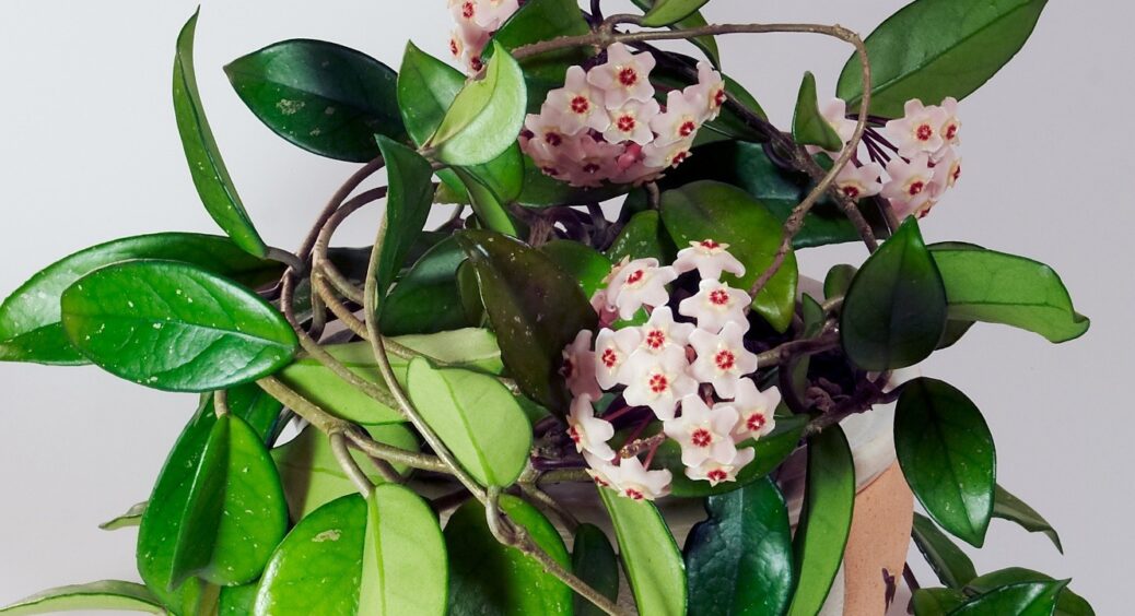 Загадкова квітка Хойя: навіщо саджати вдома, яку енергетику притягує та як правильно вирощувати 