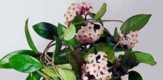 Навіщо вдома саджати квітку Хойю: думка експертів