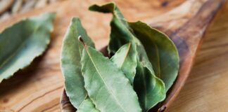 Як виростити лавровий лист на підвіконні