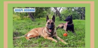 Експерти назвали п'ятірку найрозумніших собак у світі