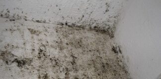 Як боротися з пліснявою на стінах в домашніх умовах 