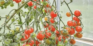 Яким розчином краще обробити томати на підвіконні 