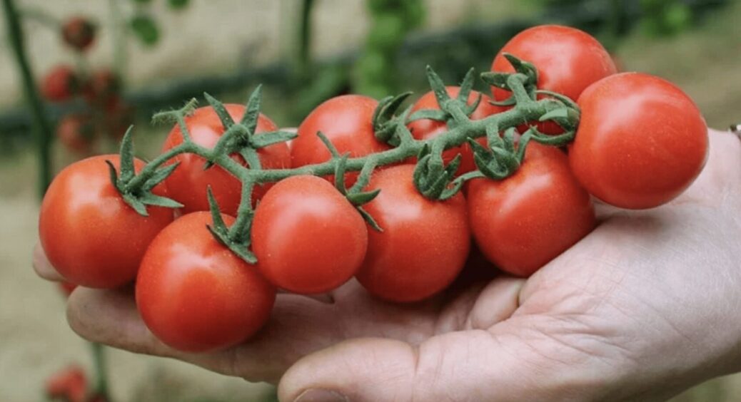 На дачі не залишилося жодного живого кущика: чого не можна робити при вирощуванні помідорів – 5 помилок 