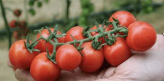 Городник назвав 5 основних помилок у вирощуванні томатів