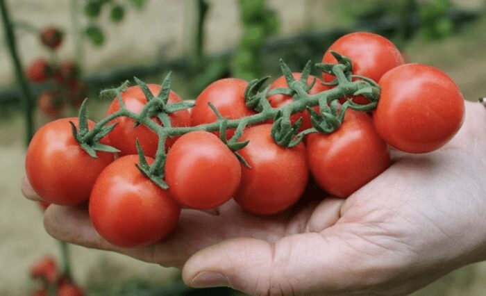 Городник назвав 5 основних помилок у вирощуванні томатів