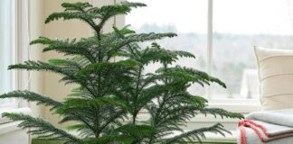 Найкраща рослина, якою можна замінити новорічну ялинку