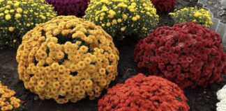 Експерти розповіли, як підготувати хризантеми до зими