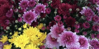 Експерти розповіли, яка помилка при посадці заважає хризантемі розпуститись