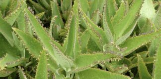 5 найкращих кімнатних рослин