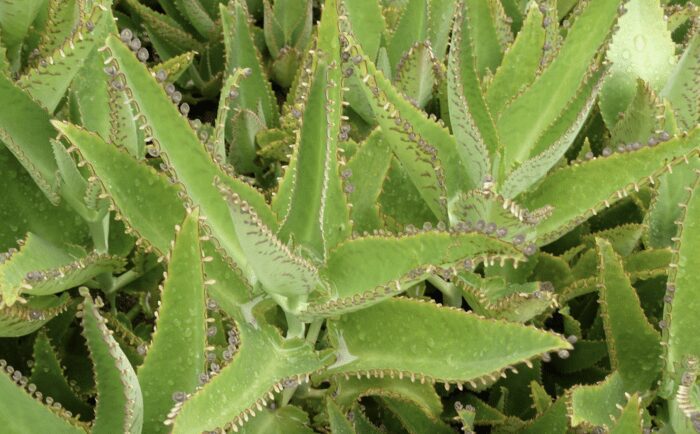 5 найкращих кімнатних рослин