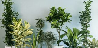 Найкращі рослини на подарунок для близьких людей