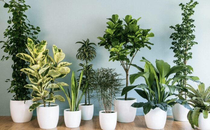 Найкращі рослини на подарунок для близьких людей Найкращі рослини на подарунок для близьких людей