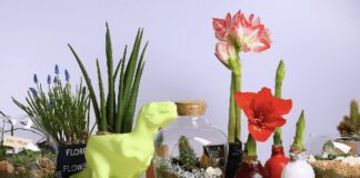 Як бюджетно оживити квітку: поради експертів