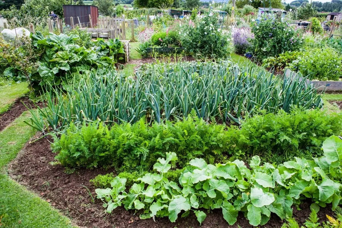 Какие овощи посадить рядом. Огородный миксбордер. Овощной миксбордер. Красивые овощные грядки. Грядки для зелени.