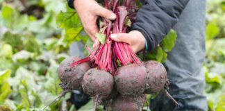 Садівники розповіли, як виростити солодкий буряк