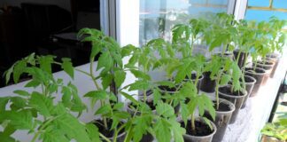 Городник розповів, чим підживлювати розсаду томатів і перців