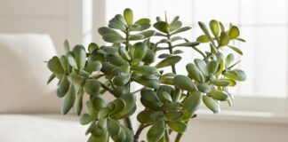 Найкраще добриво для грошового дерева