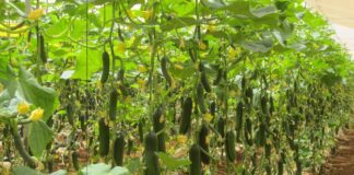 Диво-добриво для огірків, про яке мало хто знає