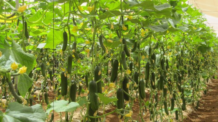 Диво-добриво для огірків, про яке мало хто знає Диво-добриво для огірків, про яке мало хто знає