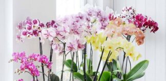 Експерти розповіли про найголовніші помилки у догляді за спатифілумом 