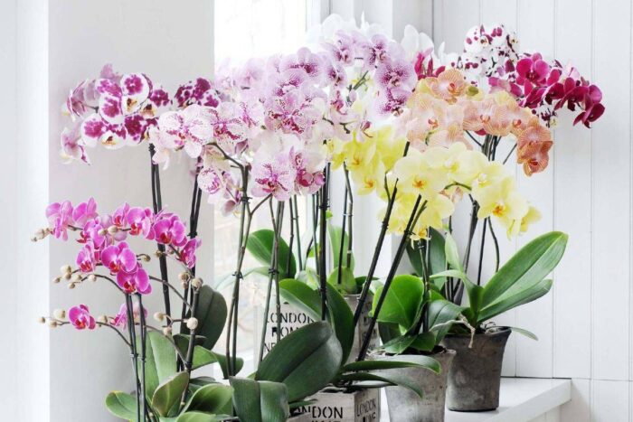 Експерти назвали основні помилки у догляді за орхідеями, які можуть згубити домашні квіти
