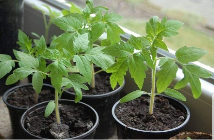 Експерти розповіли про незвичайний спосіб вирощування помідорів дольками – поради та секрети