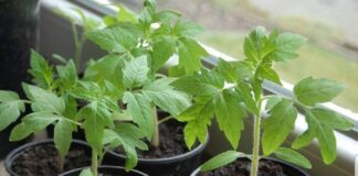 Городники розповіли, чим полити розсаду помідорів, що почала витягуватися