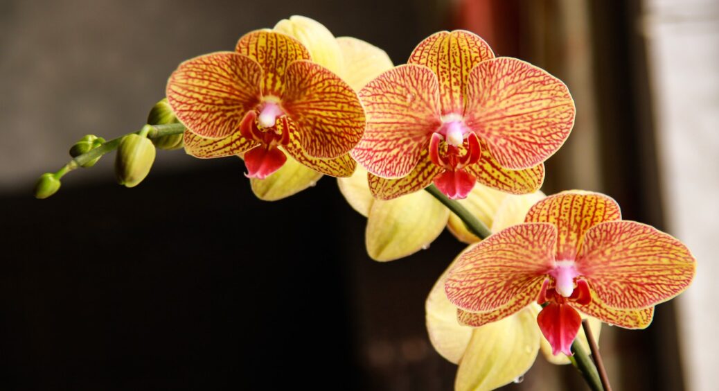 Замість землі! Новий ґрунт для орхідей: коріння так і пре, цвітуть цілодобово, і мошки не заводяться 