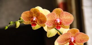 Як правильно обирати грунт для орхідей 